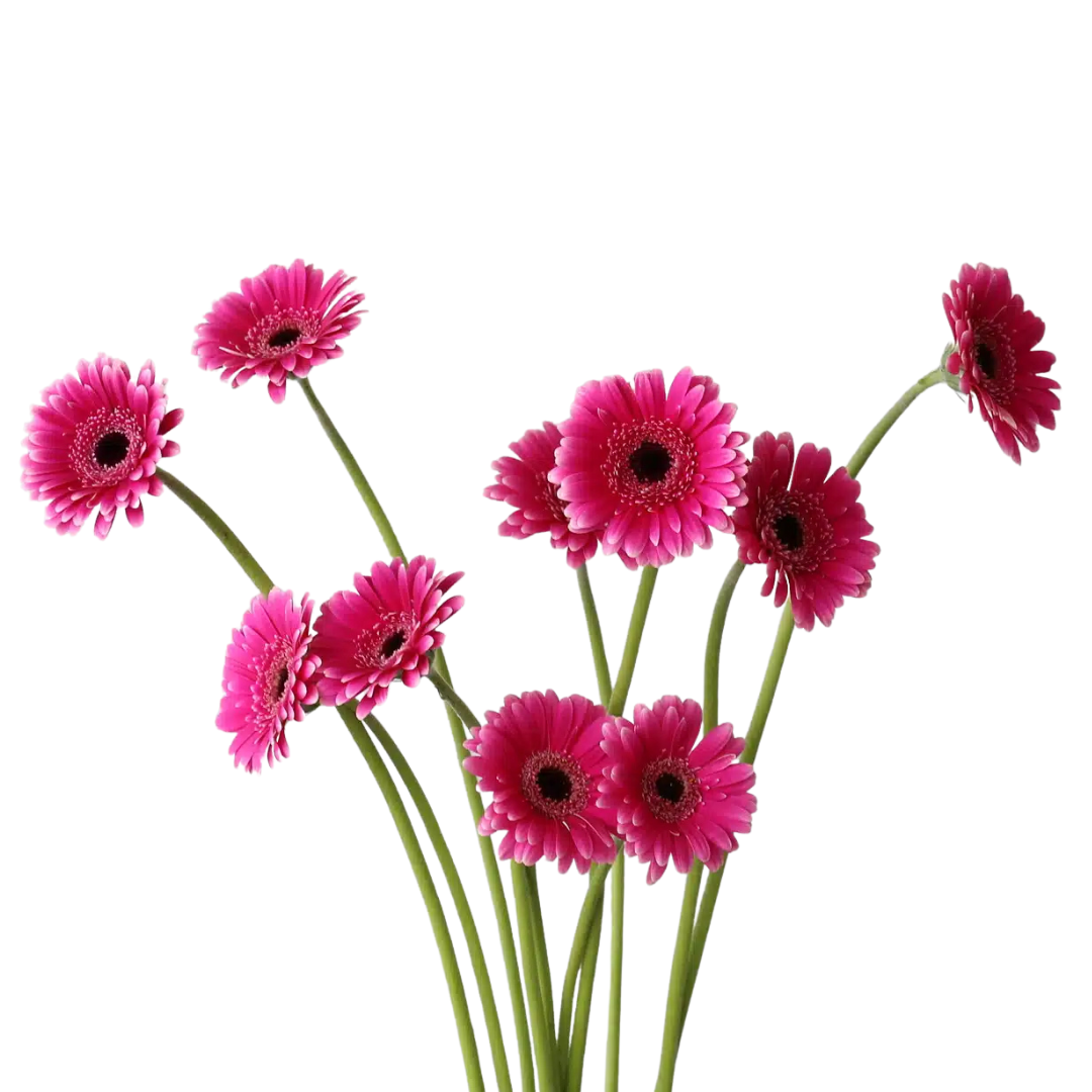 9 Gerbera Mi Design