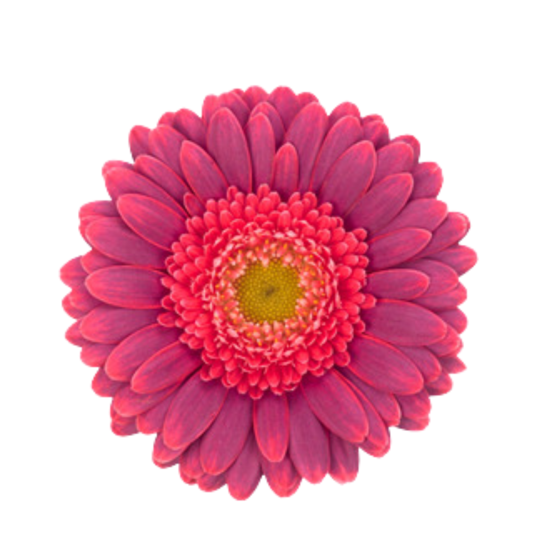 9 Gerbera Mi isabelle