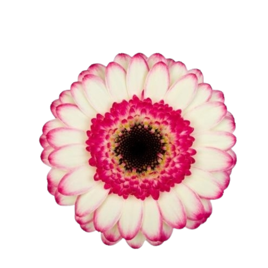9 Gerbera Mi Happy Hour