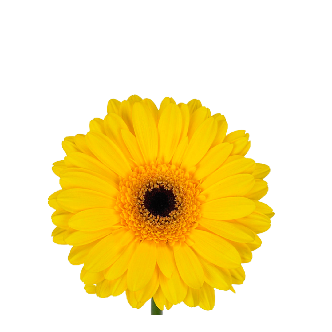 9 Gerbera MI Sunshine
