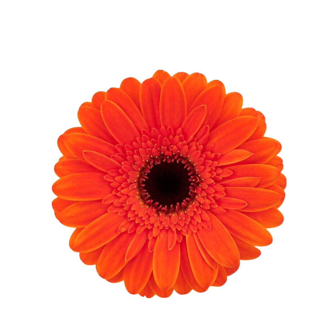 9 Gerbera MI Nemo
