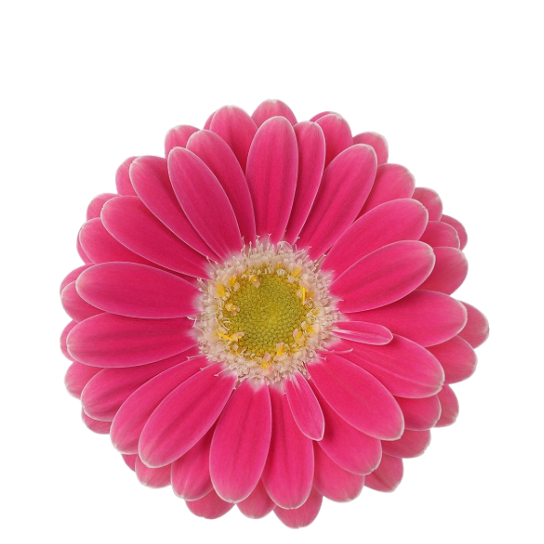 9 Gerbera MI Twiggy