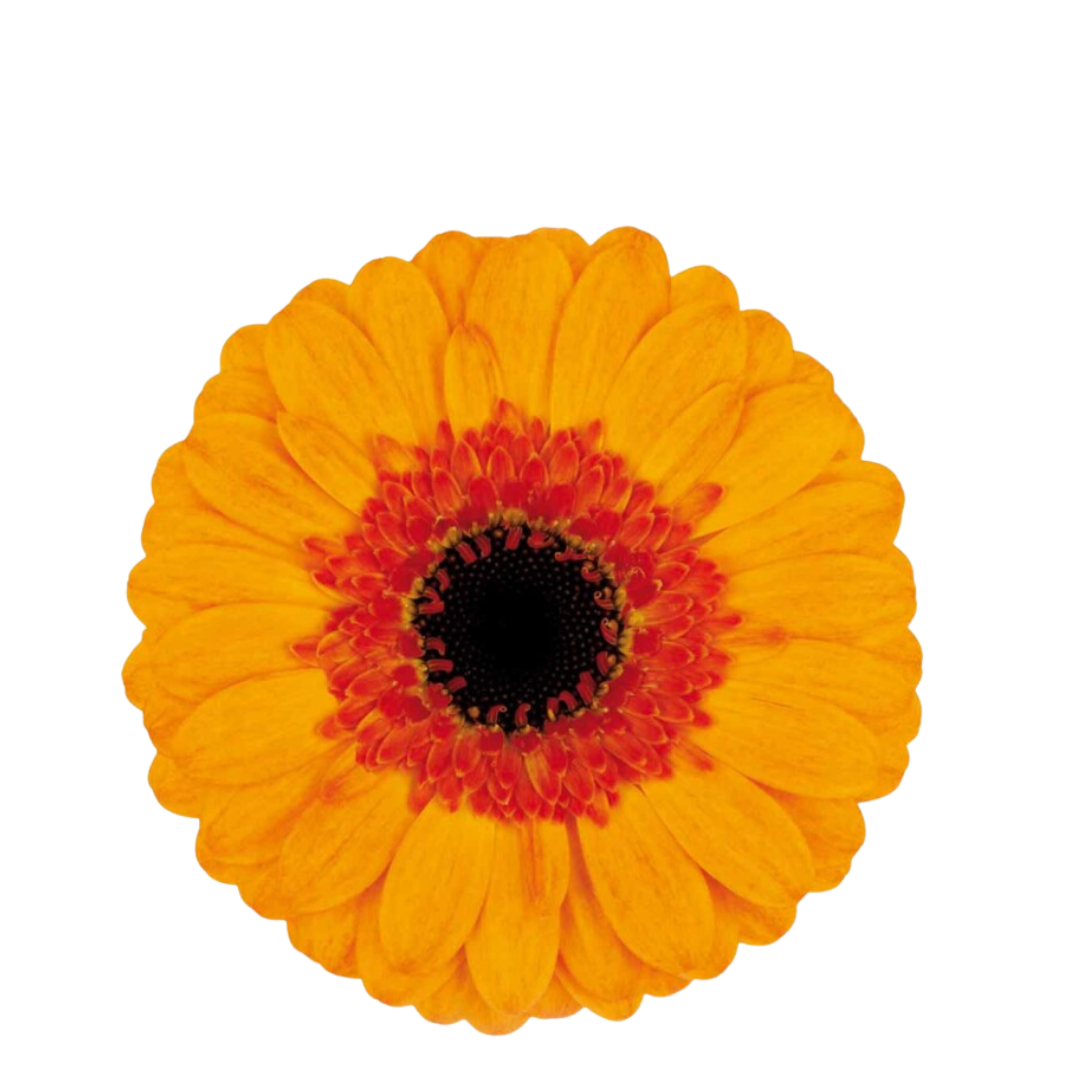 9 Gerbera MI Jazzy