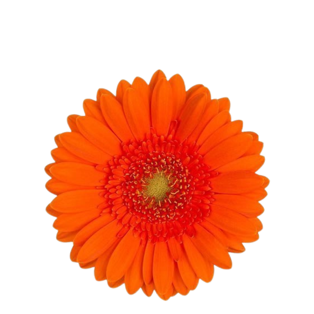 9 Gerbera MI Max