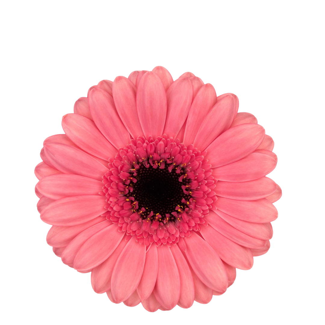 9 Gerbera MI Vidal