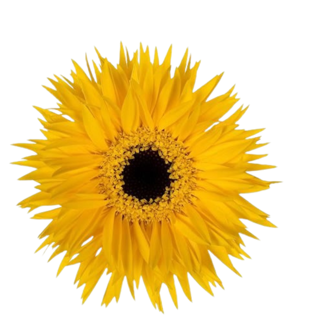 9 Gerbera MS Dunga