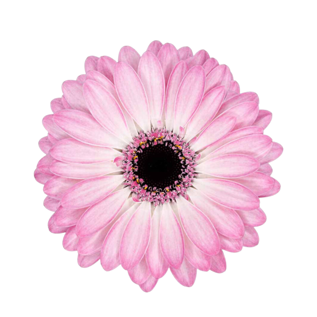 9 Gerbera MI Lollipop