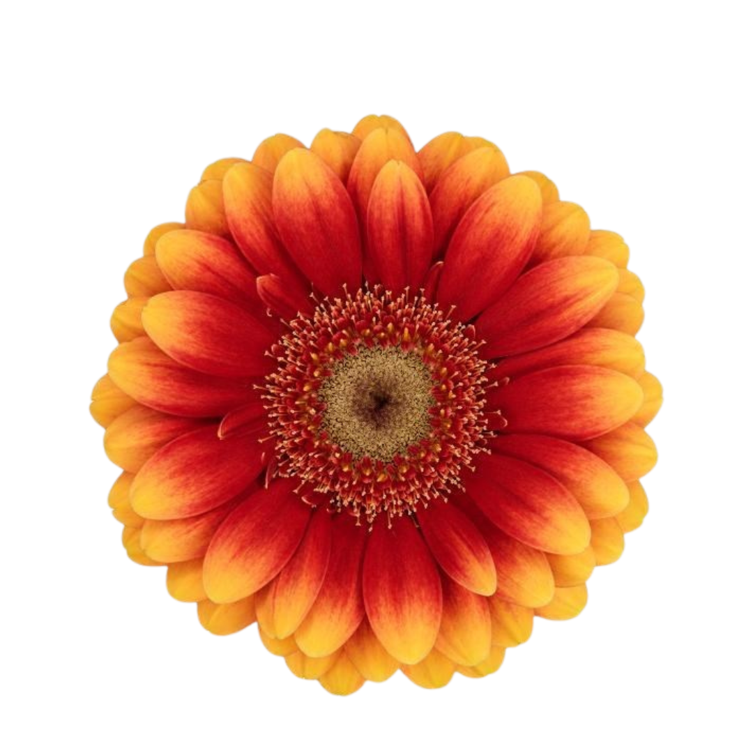 9 Gerbera MI Juanita