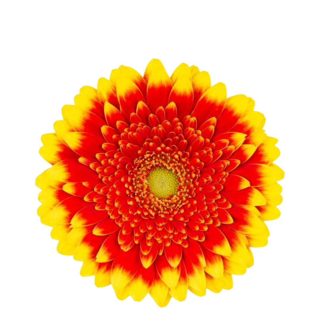 9 Gerbera Mi Dali