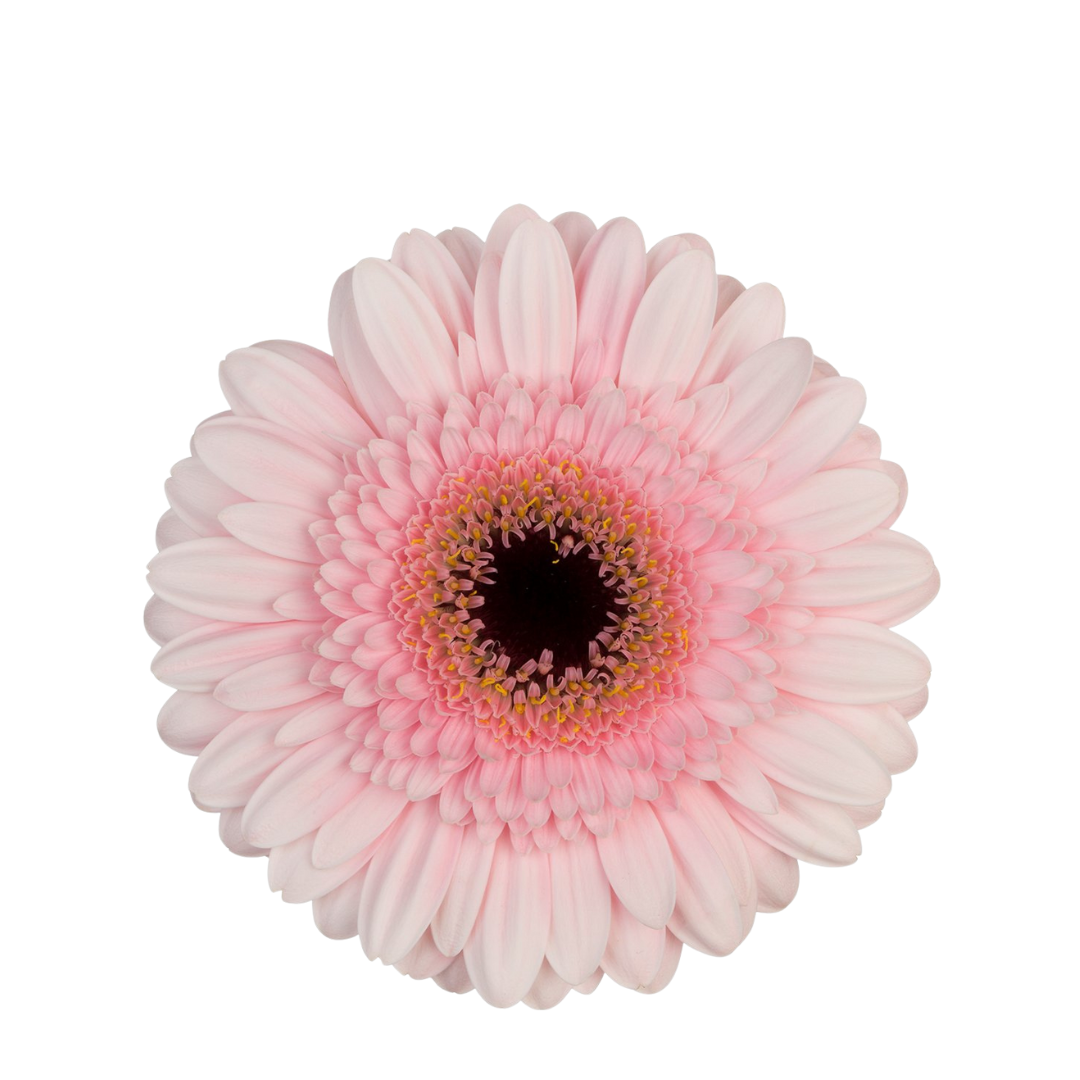 9 Gerbera Mi Everton