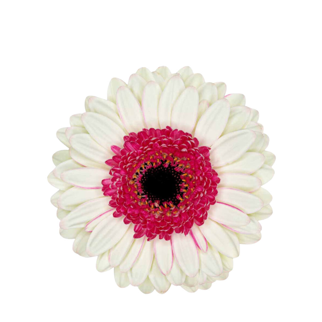9 Gerbera Mi Double Fun