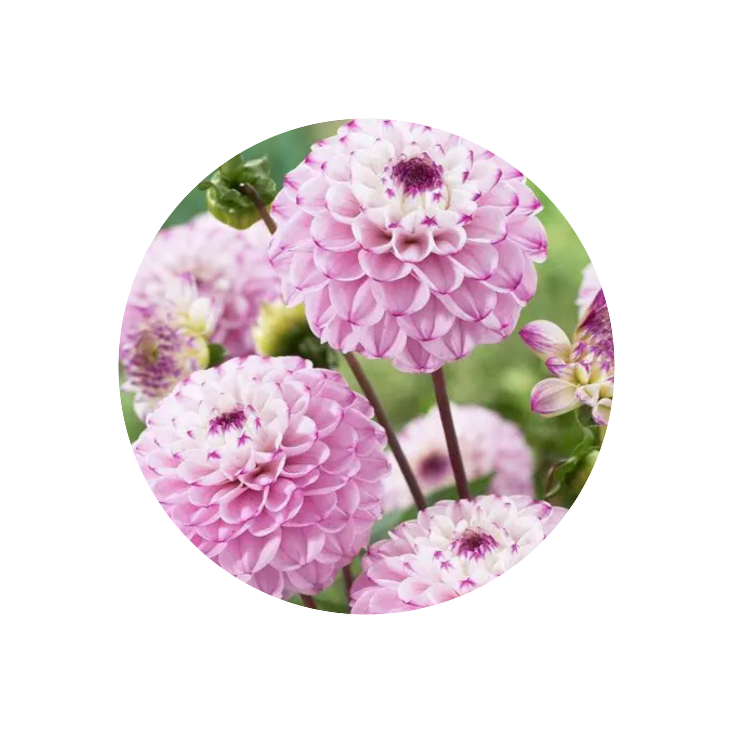 9 Dahlia Ball Genova