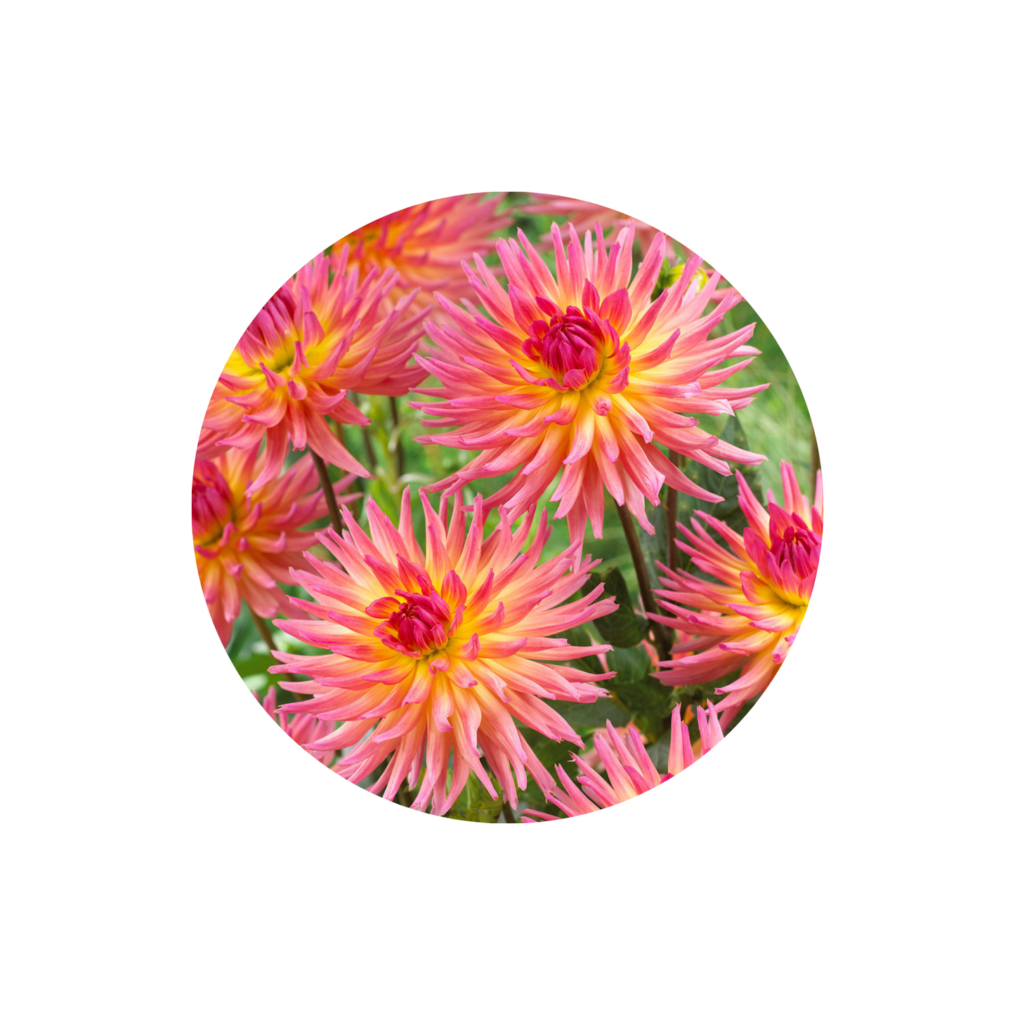 9 Dahlia Karma Sangria