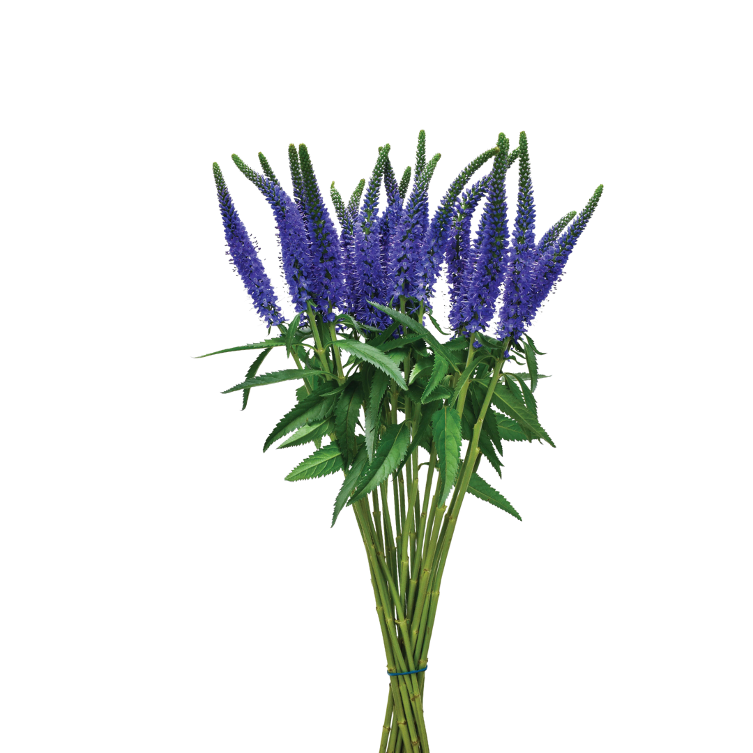 9 Veronika Skyler Blue