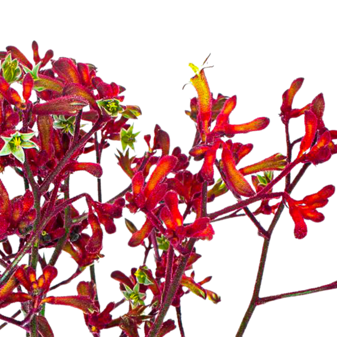 9 Anigoz Early Spring