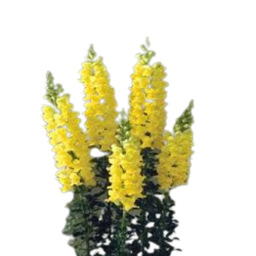 9 Antir Legend Yellow