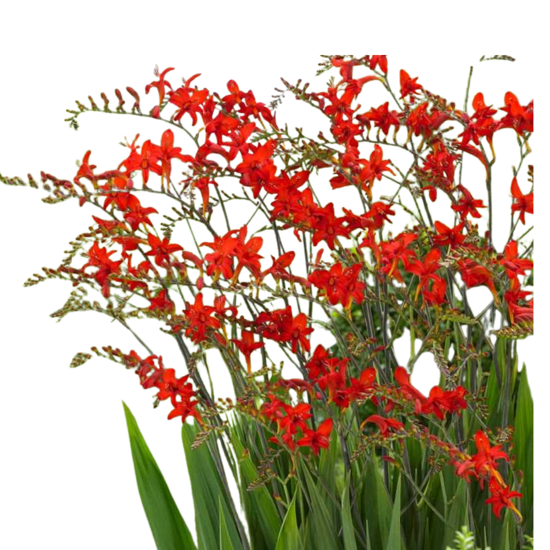 9 Crocosmia Lucifer