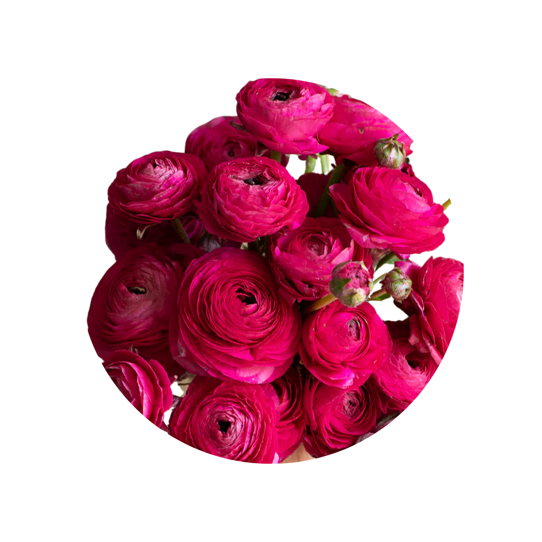 9 Rununkuls Hot Pink