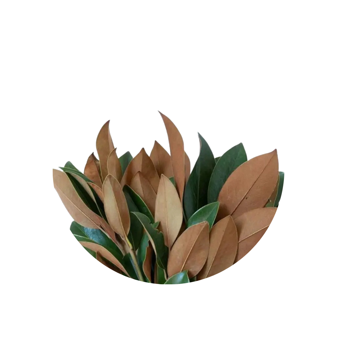 9 Magnolia Grandifl