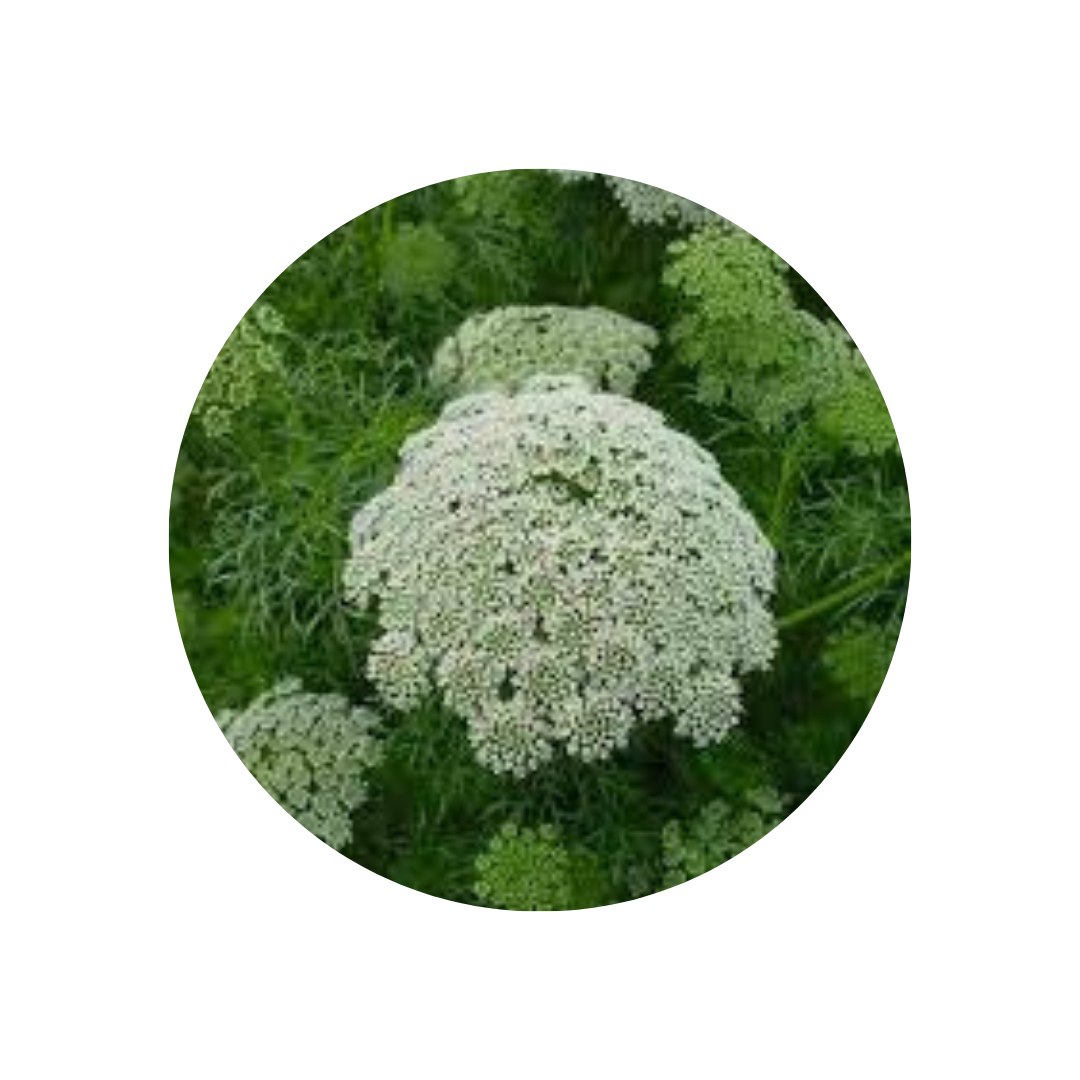 9 Ammi Visnaga