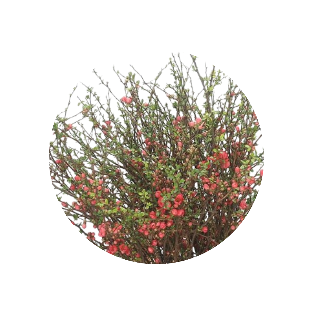 9 Chaenomeles Superba