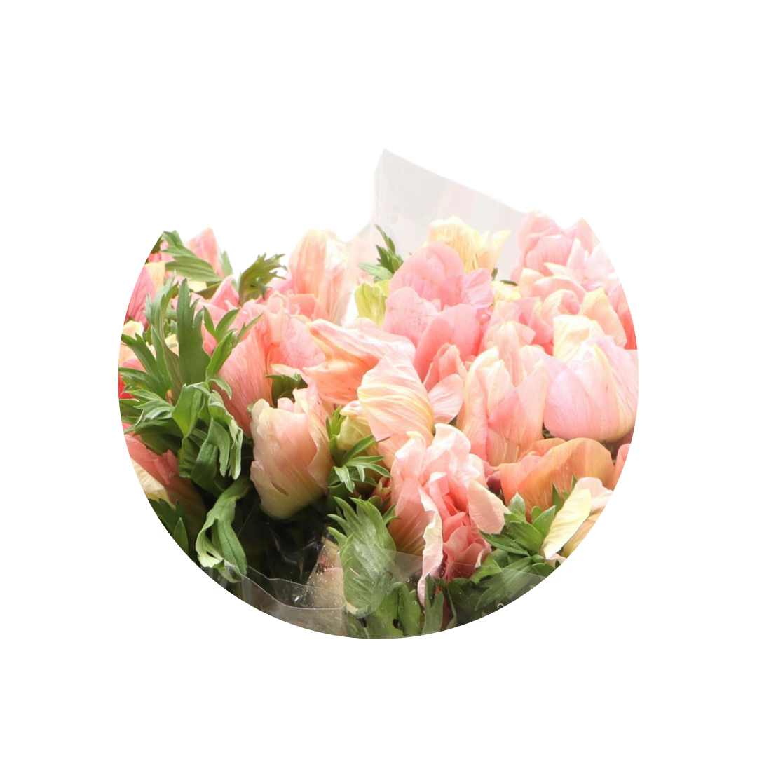 9 Anemone Carmel Barbi