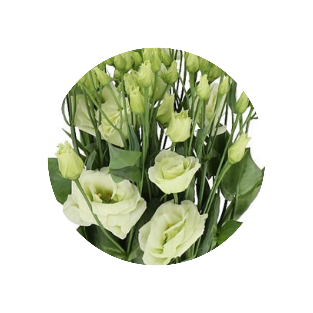 9 Lizante Rosi Green