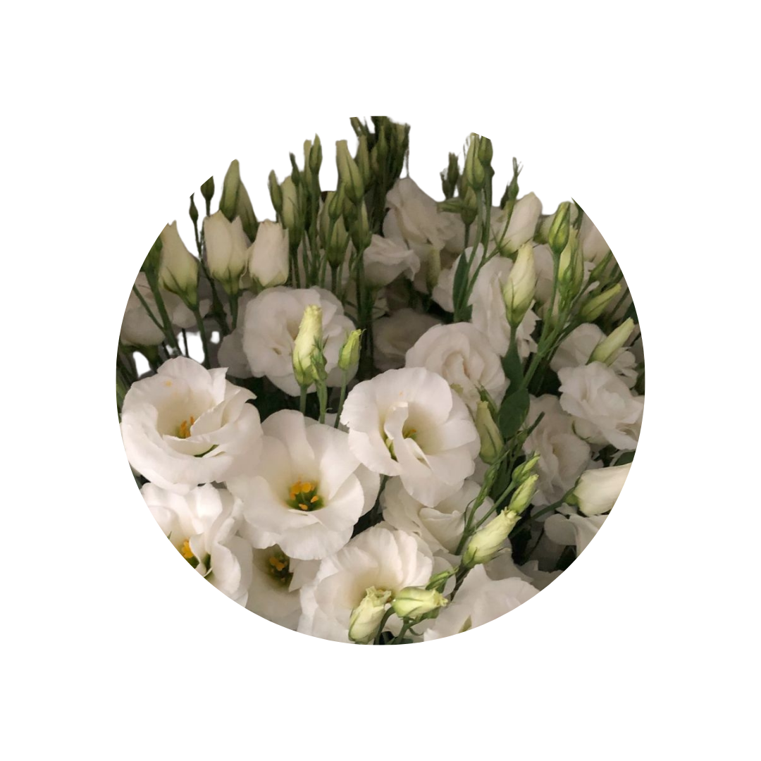 9 Lizante Rosi White