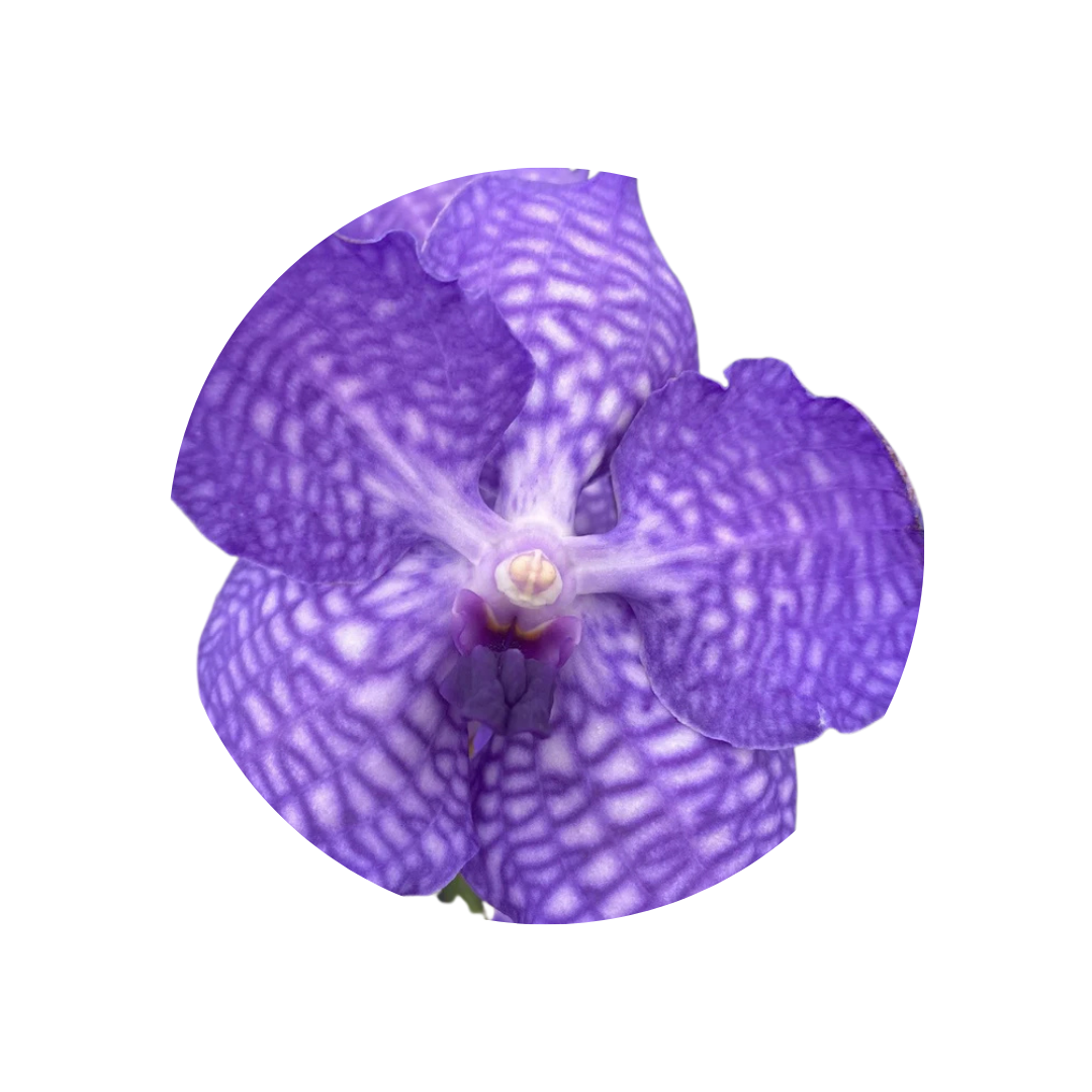 8 Orhideja Kan China Blue