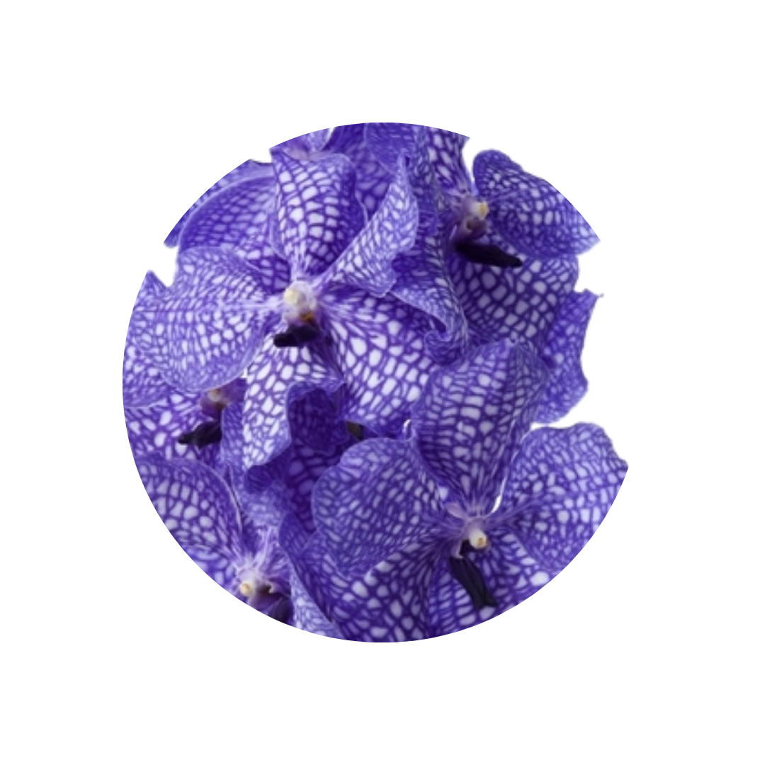 8 Orhideja Kan Delft Blue