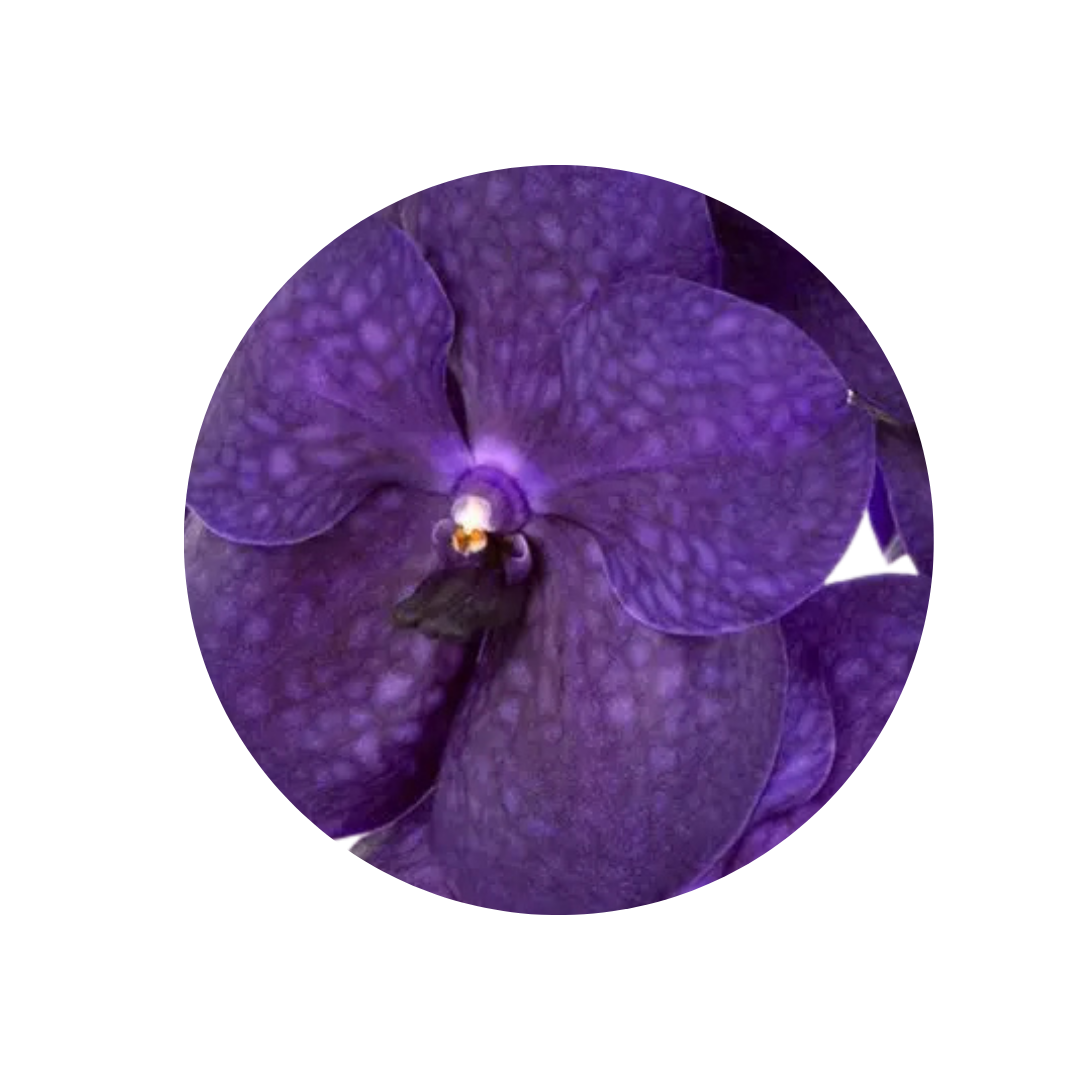 8 Orhideja Ni Deep Blue