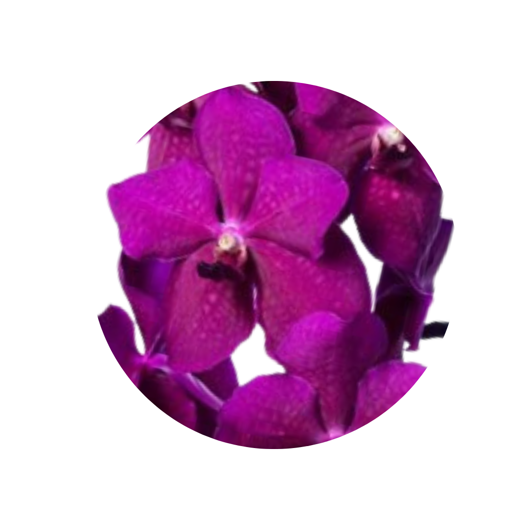 8 Orhideja Ni Rasp Cerise