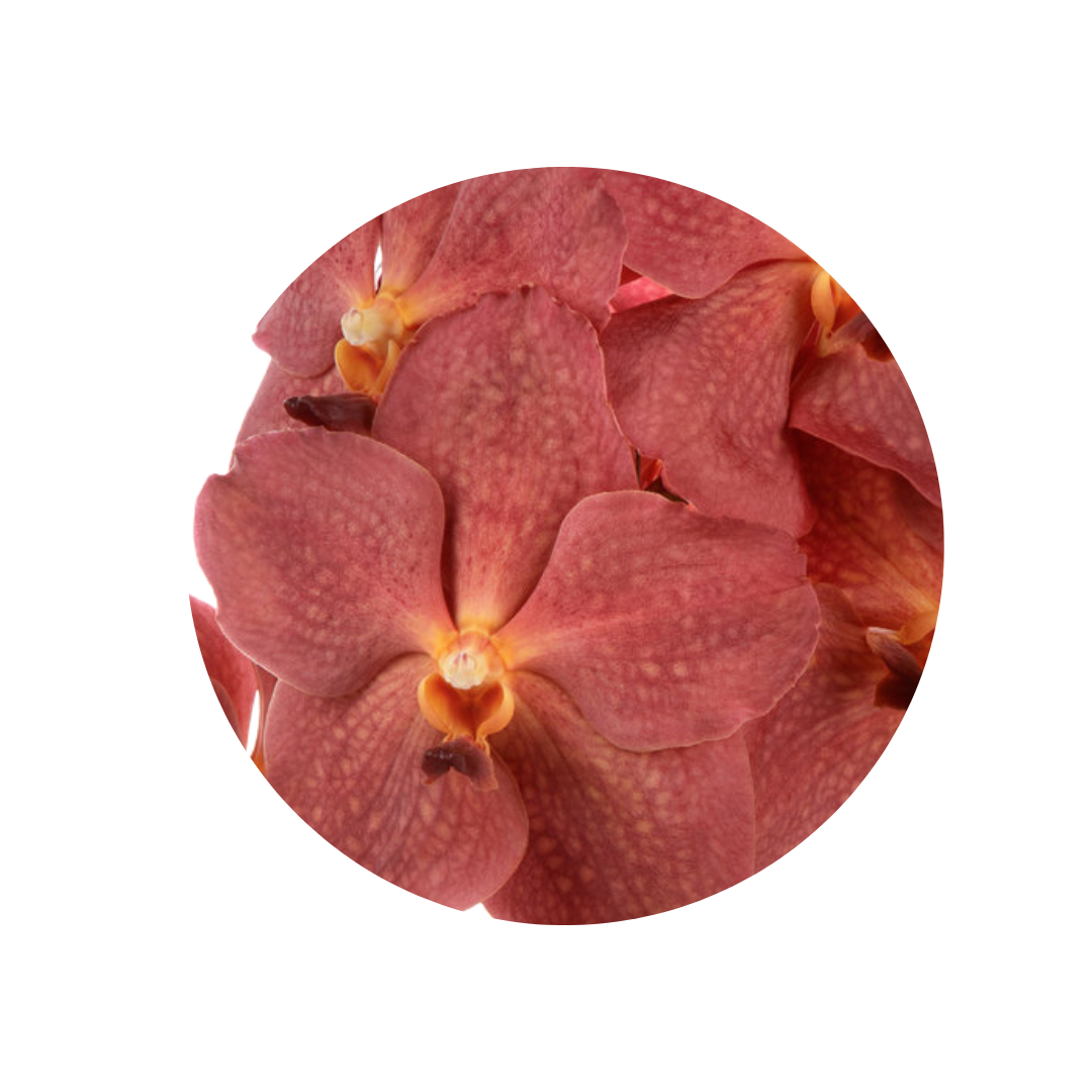 8 Orhideja Ni Salmon