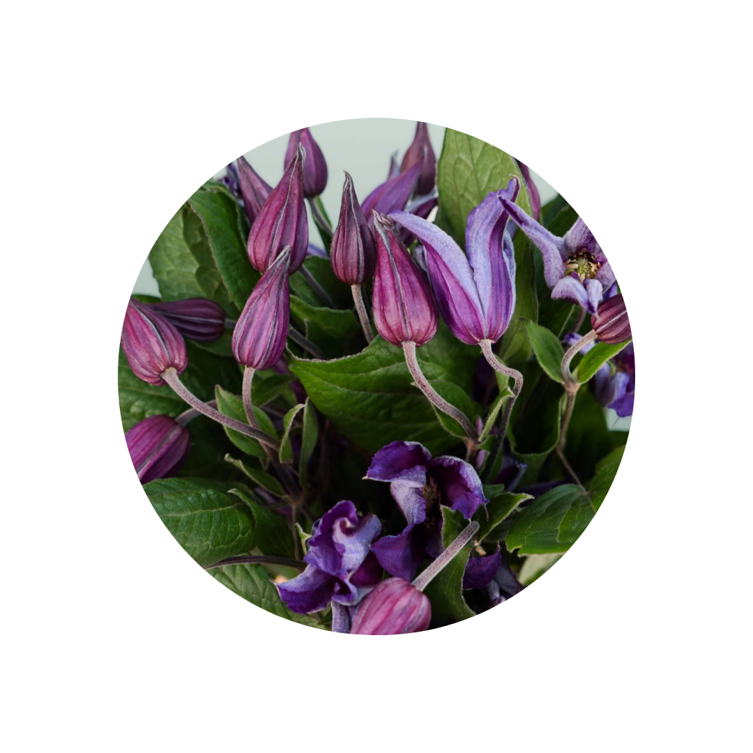 9 Klematis Amazing Oslo