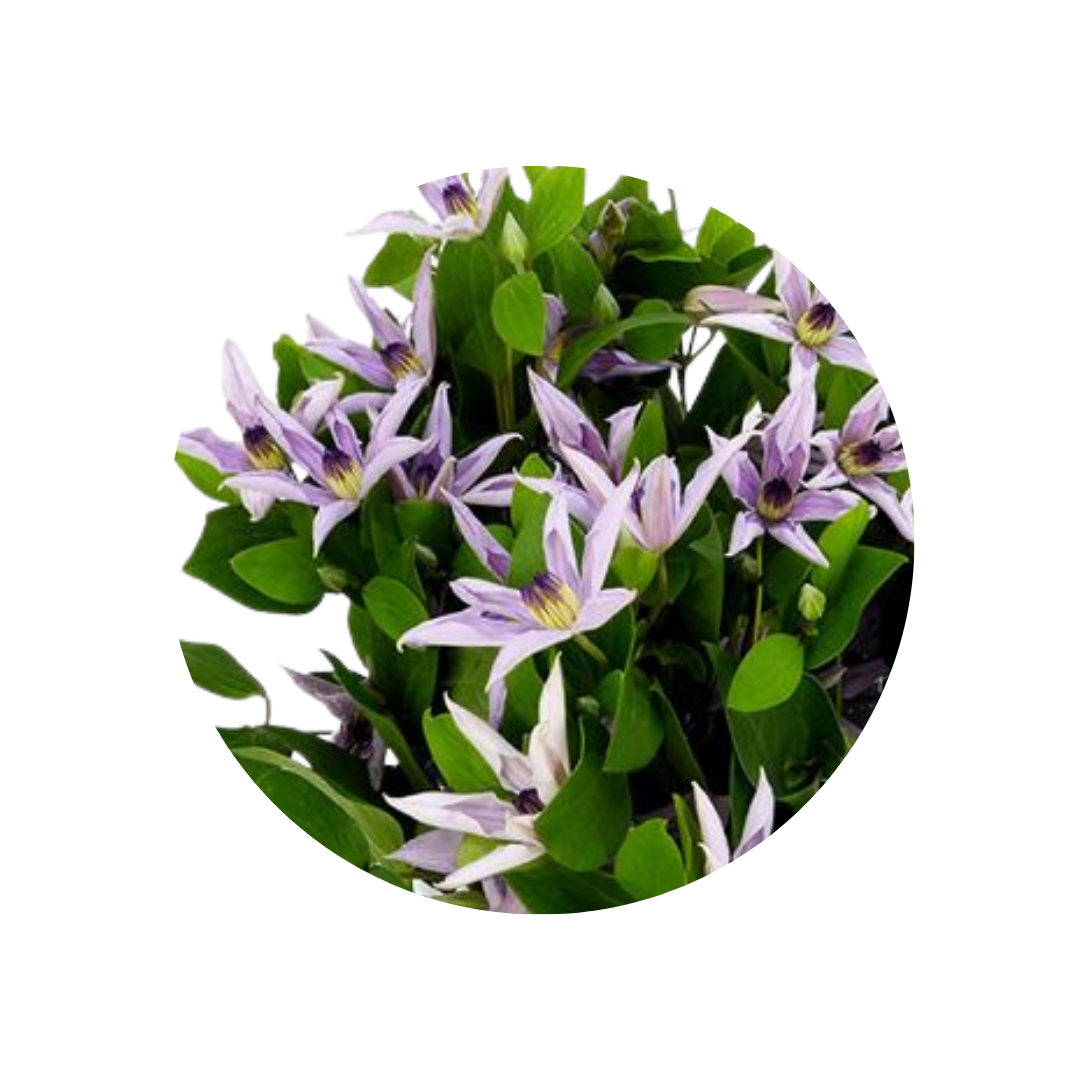 9 Klematis Amazing Miami