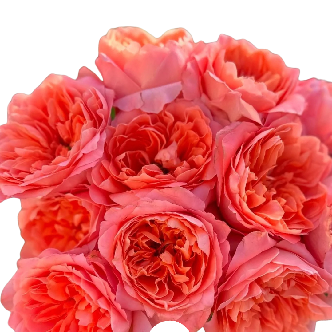 9 Roze Dragon Fly