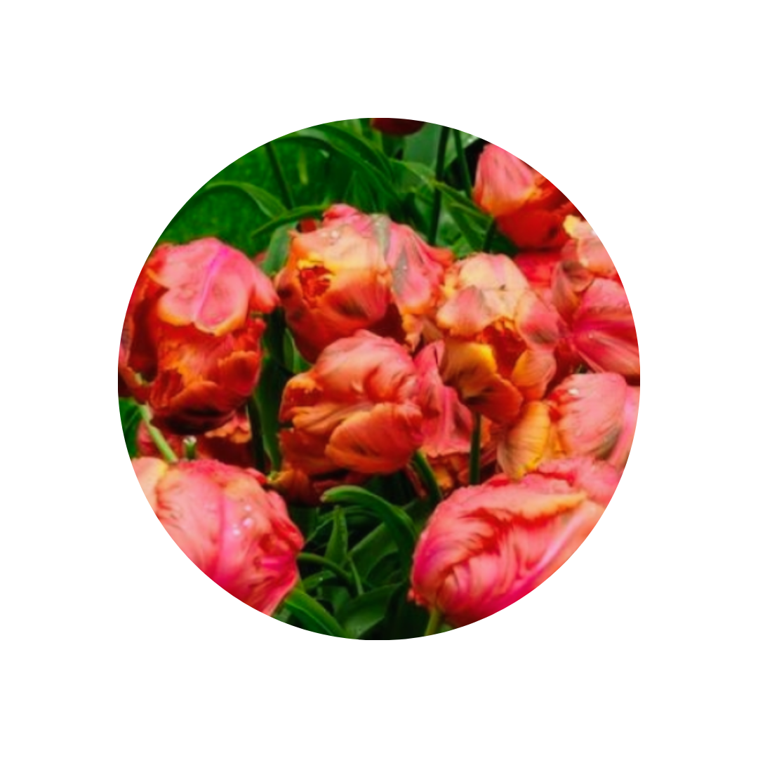 9 Tulpe Avignon Parrot