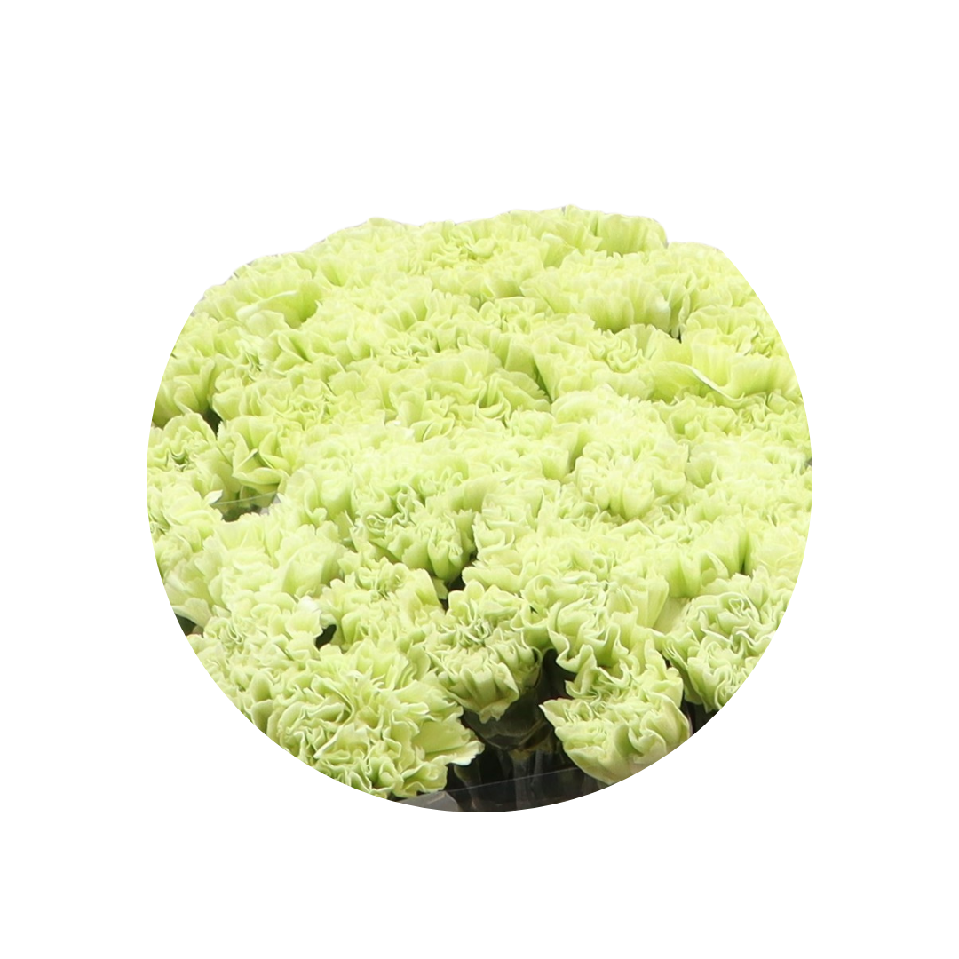 9 Diantus Alessandria