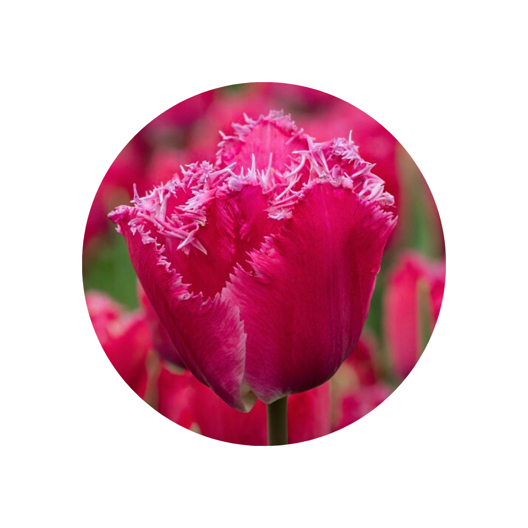 9 Tulpe Katie Melua