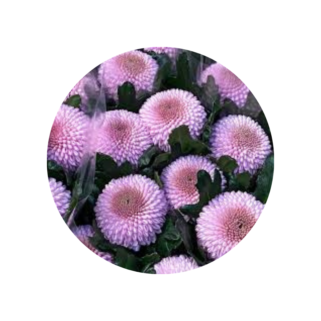 9 Krizantēma Momoko