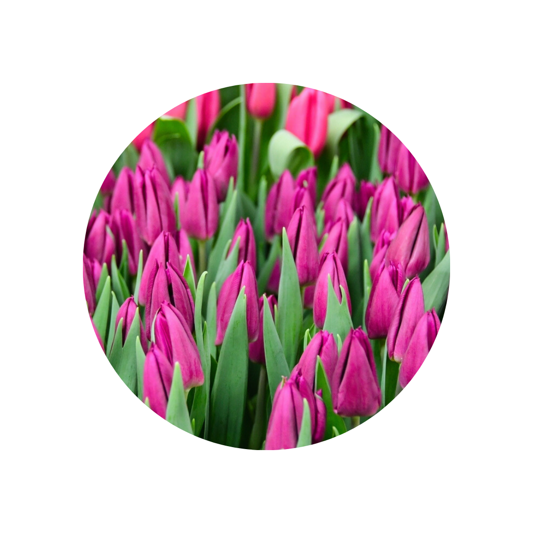 9 Tulpe Laptop