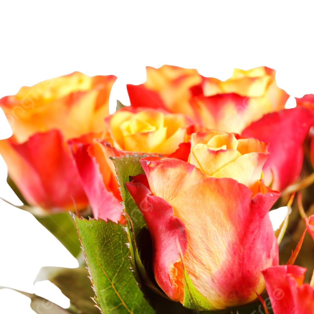 9 Roze Meteor