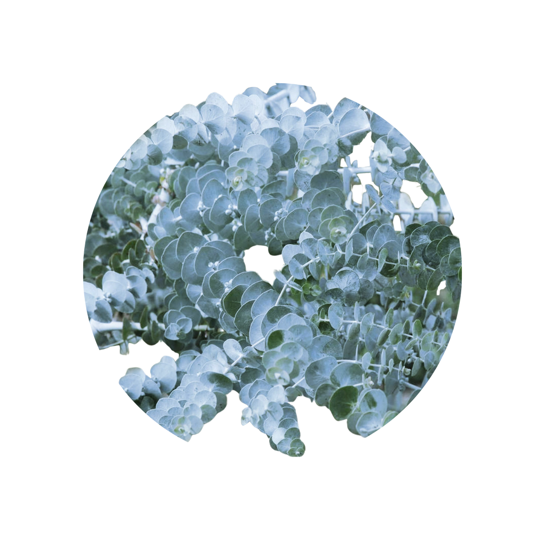 9 Eikalipts Baby Blue