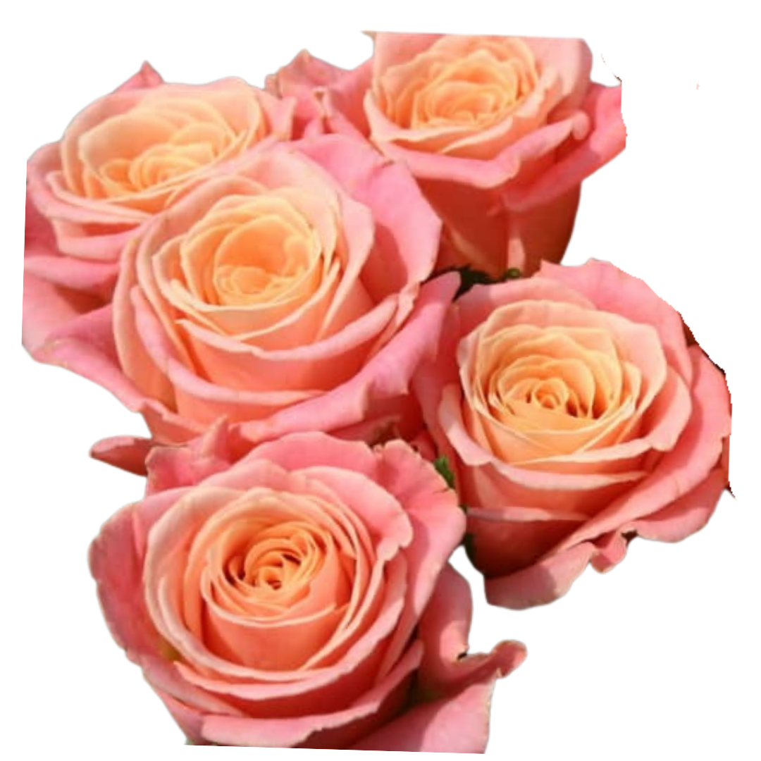 9 Roze Miss Piggy