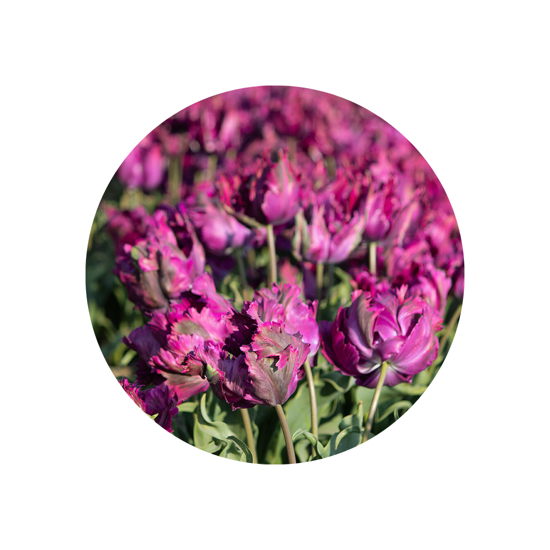 9 Tulpe Secret Parrot