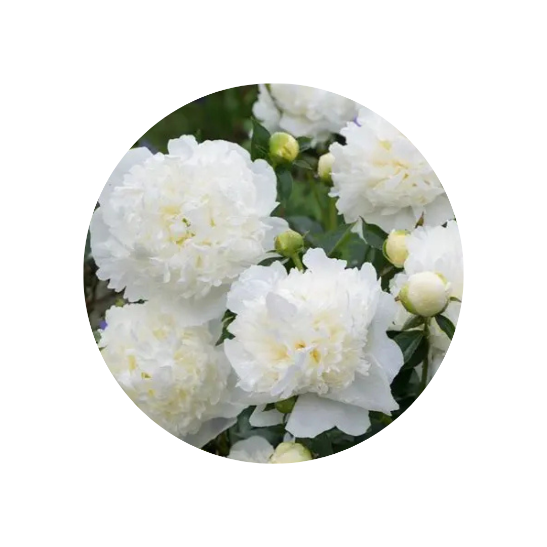 9 Peonija Duchesse de Nemours