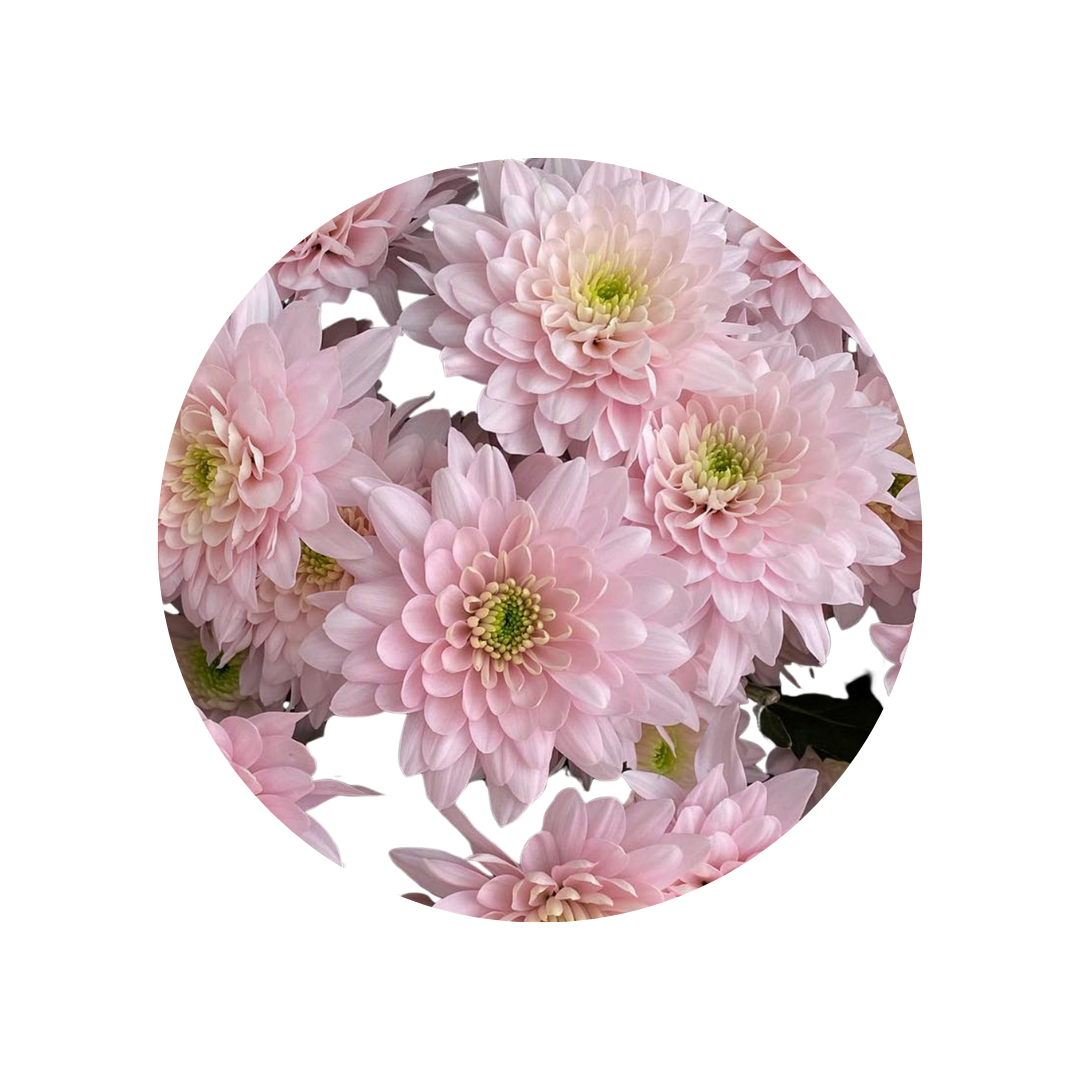 9 Krizantēma Pastela Pink