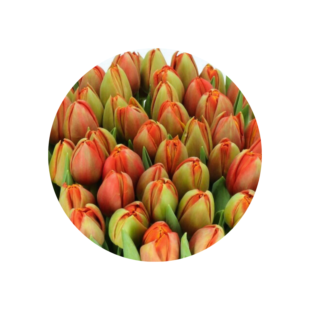 9 Tulpe Terminator