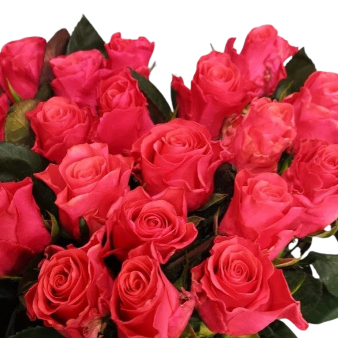 9 Roze Pink Tacazzi