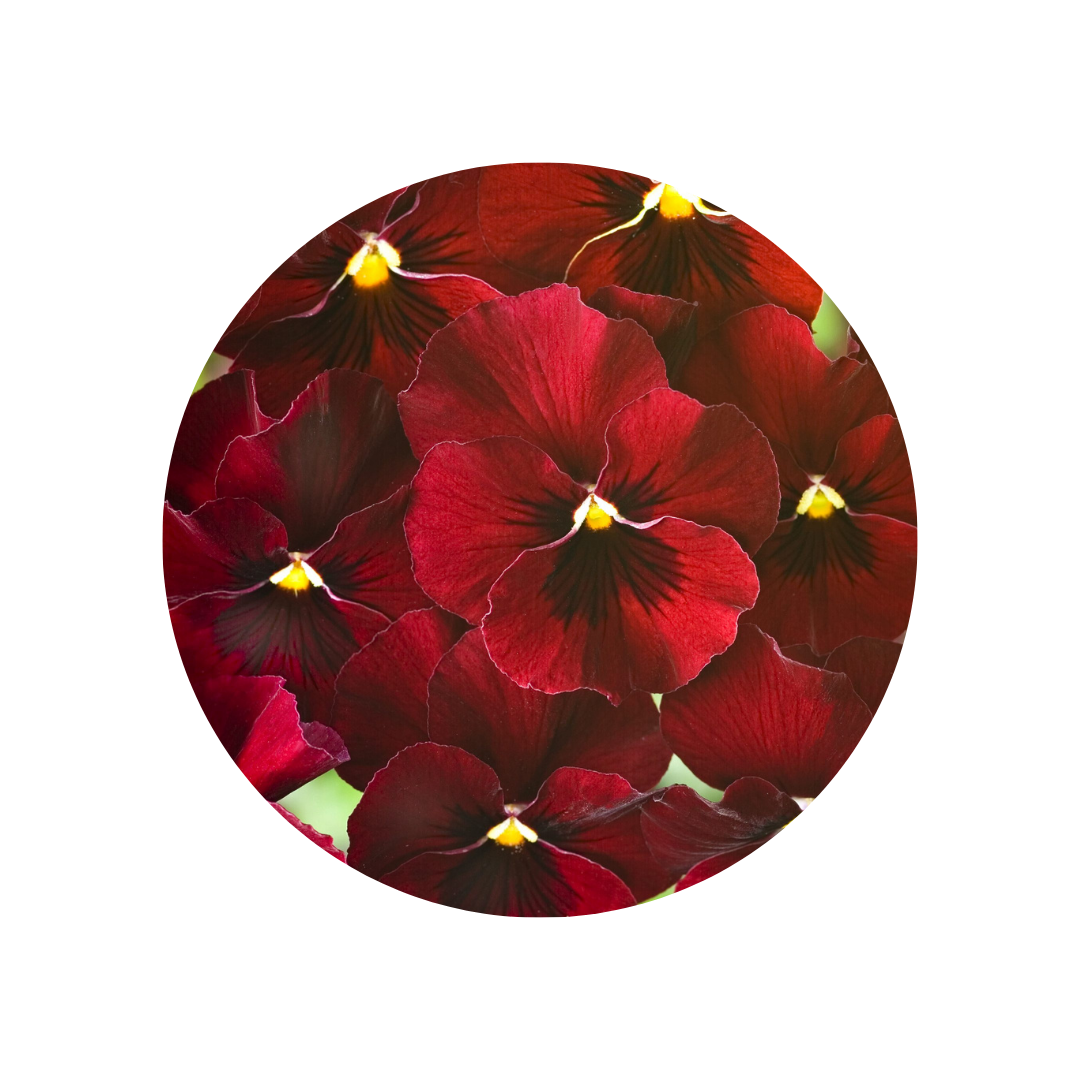18 Atraitnīte Red+Blotc